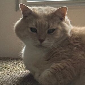 Meet your Posher, Court